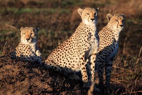 Three cheetah