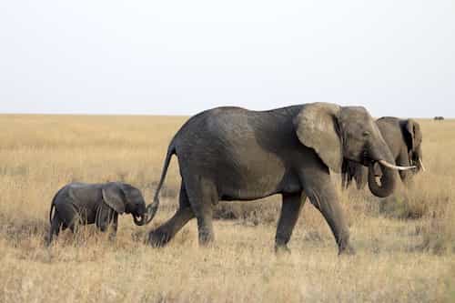 Elephant mother leading its calf