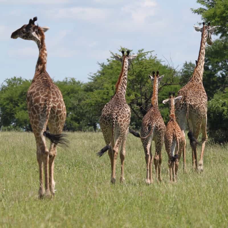 Giraffes walking away