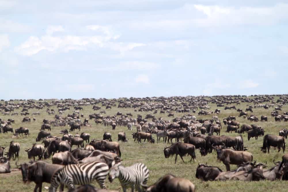 Great migration, Serengeti