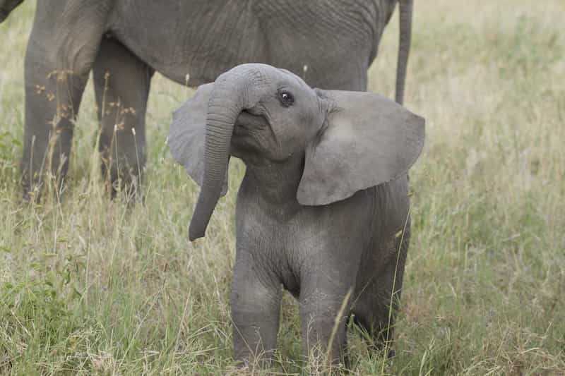 Angry elephant calf