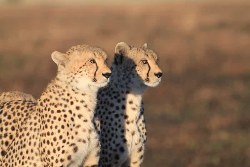 Two cheetah