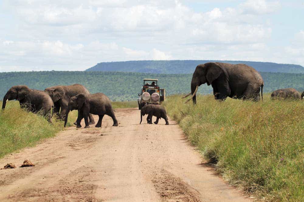 Elephant herd crossing road