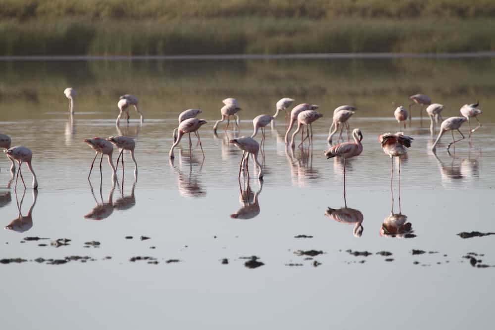 Flamingoes, Lake Natron