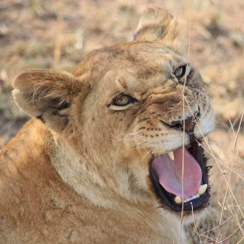 Lioness snarling