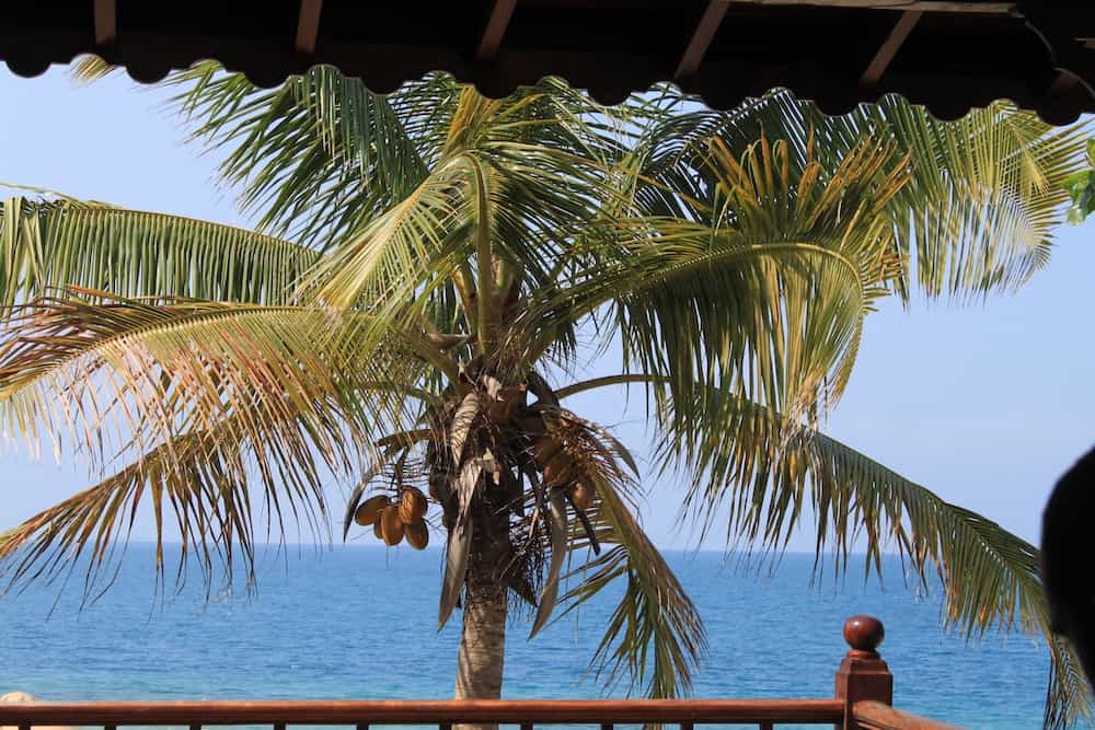 Palm tree, Zanzibar