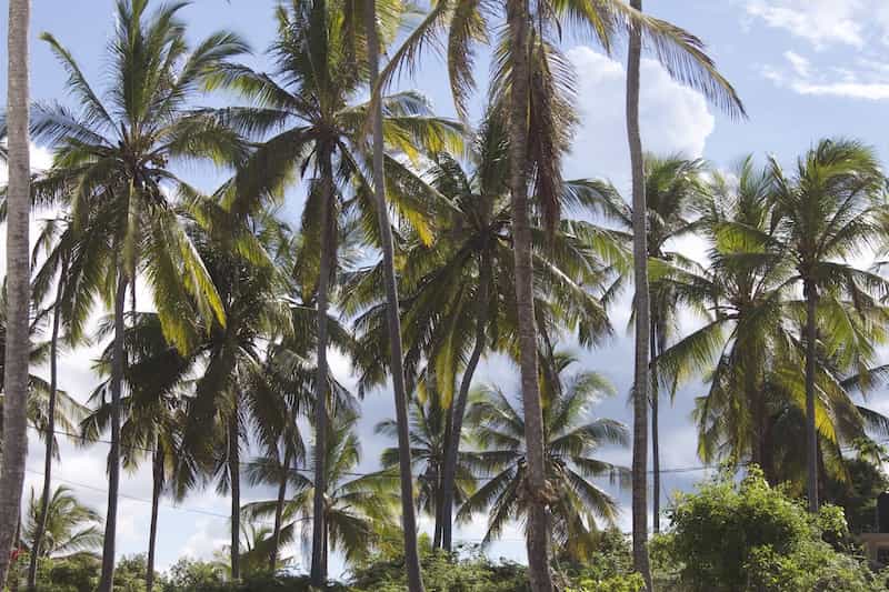 Palm trees, Zanzibar