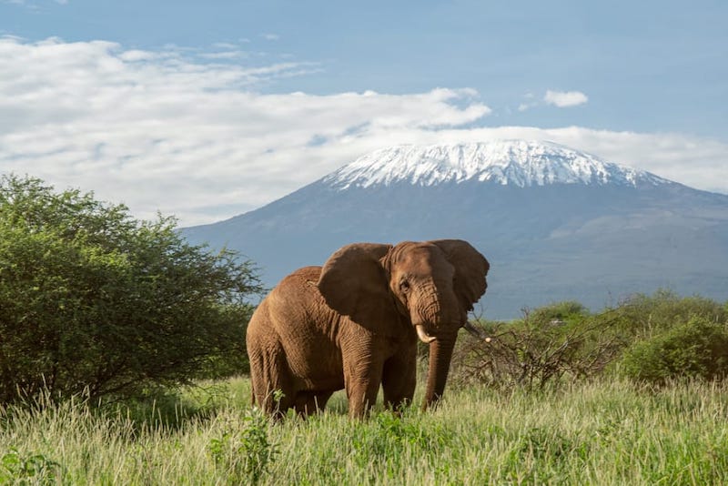 Elephant standing in front of Mt Kilimanjaro