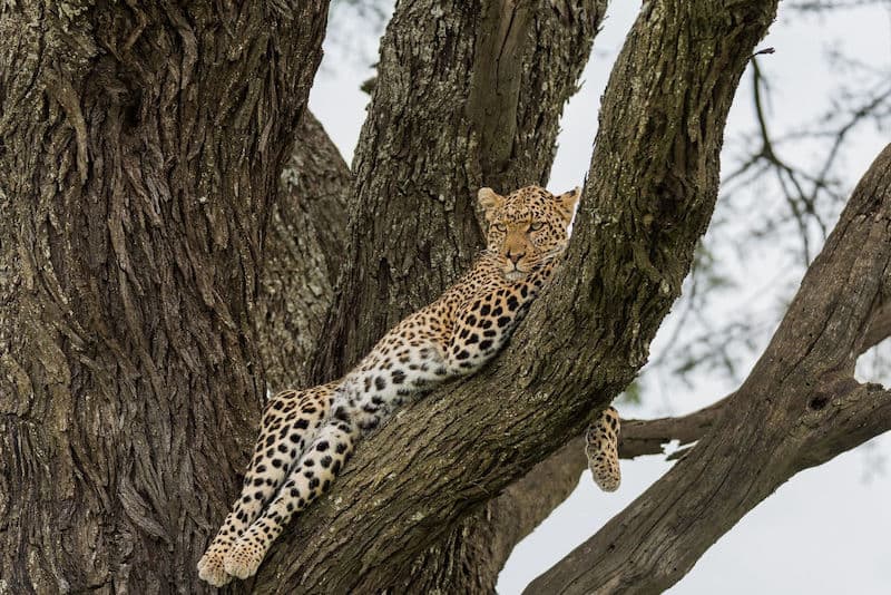 Leopard resting in a tree