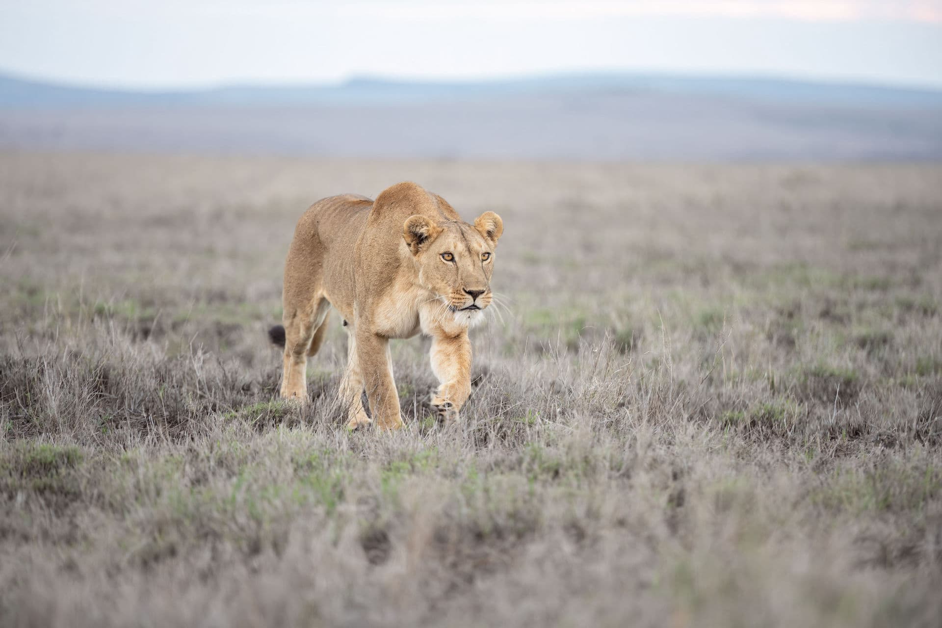 Lionness stalking